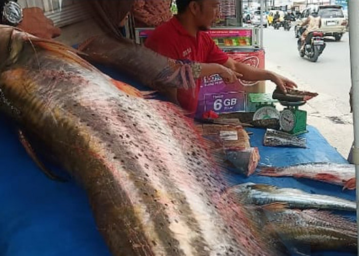 Pangsa Pasar Ikan Sungai di Lubuklinggau Menggiurkan, Dijual Rp150 per Kilogram, Tetap Habis