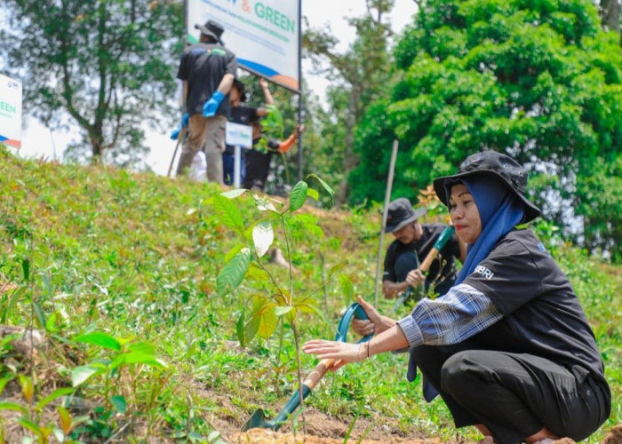 Pulihkan Hutan Bekas Tambang, Aksi Nyata Kelompok Tani Selamatkan Lingkungan Bersama BRI Menanam-Grow & Green