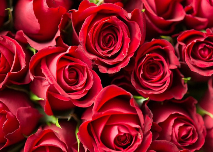 Bunga Mawar Merah Tidak Melulu Soal Cinta, Berikut ini 5 Arti Mawar Merah yang Jarang orang Ketahui 