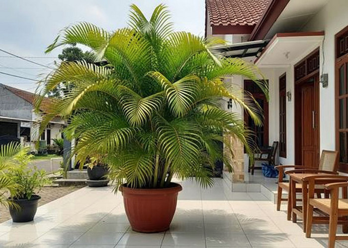 7 Tanaman Hias Outdoor di Teras Rumah yang Membawa Keberuntungan dan Rezeki, Adakah di Rumah Anda?