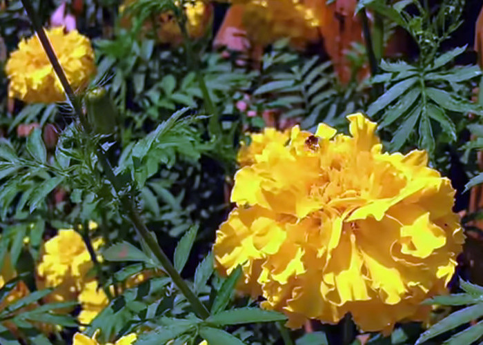 Tanaman Hias Bunga Marigold Dikenal dengan Keindahan Bunganya yang Bermekaran, Berikut Manfaatnya