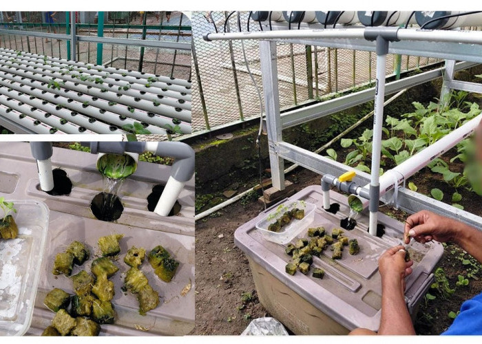 Lapas Narkotika Muara Beliti Dukung Ketahanan Pangan Lewat Pemeliharaan Sawi Hidroponik