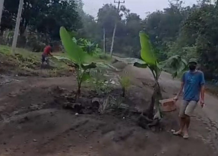 Jalan Rusak, Warga Tanam Pisang di Jalur Musi Rawas menuju Muba dan PALI