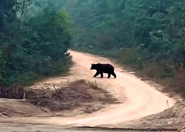 Soal Penampakan Beruang di Muratara, Keluar Hutan Cari Makan Saat Kemarau