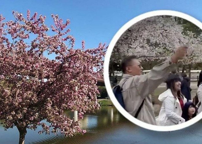 Memalukan! Heboh Turis Indonesia Ini Diduga Rusak Pohon Sakura di Jepang, Harap Pahami Etika