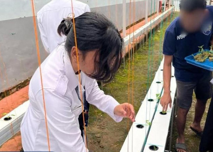 Dukung Ketahanan Pangan, Lapas Narkotika Muara Beliti Lakukan Kontrol Rutin Budidaya Melon Hidroponik
