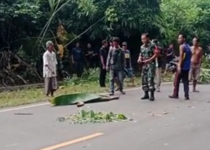 Korban Tewas di Jalinsum Musi Rawas, Tabrak Pohon Tumbang