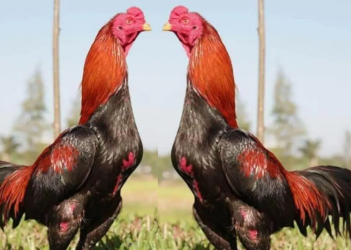 Ayan Petarung Ini Banyak Diburu Kolektor, Berikut 6 Cara Merawat Ayam Bangkok