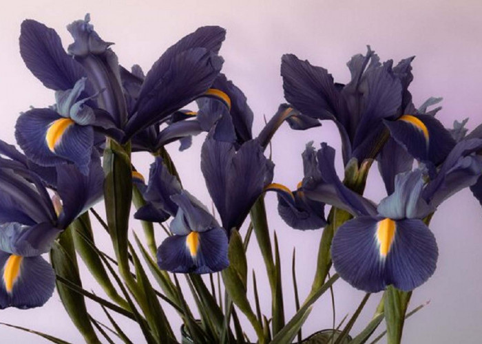 Warna yang Menakjubkan Serta Memiliki Aroma Harum Semerbak, ini Cara Merawat Tanaman Hias Bunga Iris