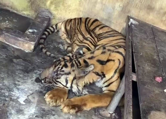 Krisis Finansial, 3 Harimau Mati dan 4 Sakit Parah di Medan Zoo