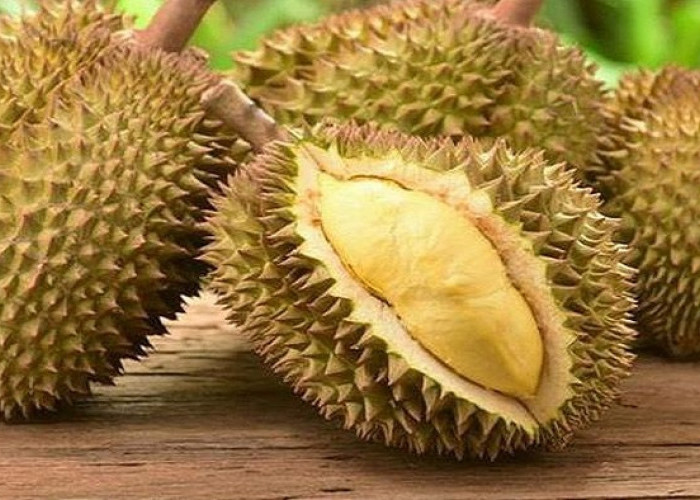 Buah Menyengat tapi Banyak Khasiat, Ini 5 Manfaat Alami Konsumsi Buah Durian