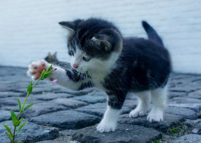 9 Cara Merawat Anak Kucing Tanpa Indukan, Cat Lovers Wajib Tahu!