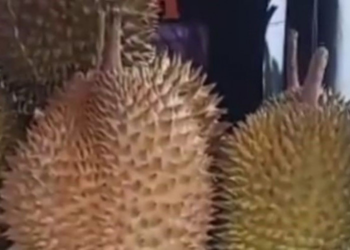 Sebelum Beli Simak Tips Memilih Durian yang Matang, Manis dan Banyak Dagingnya