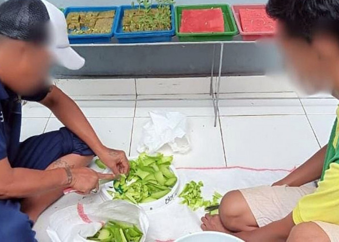 Dukung Pembinaan Kemandirian, Lapas Narkotika Muara Beliti Produksi Pupuk Kompos