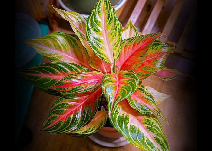 Tren Tanaman Indoor Meningkat, Ini Rekomendasi Tanaman Hias Cantik untuk Dalam Ruangan