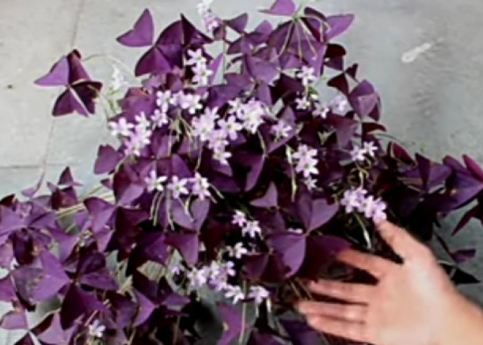 Tanaman Hias Bunga Kupu-Kupu Memiliki Bentuk yang Cantik dan Estetik, ini 5 Cara Merawatnya