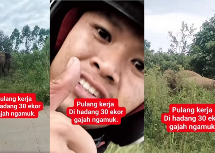 Pulang Kerja, Pengendara Motor Dikejar Gajah di Jalur Musi Rawas – PALI