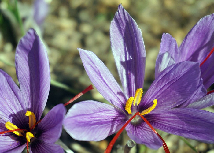 Bunga Saffron Crocus Memiliki Cita Rasa Unik dan Rempah-rempahnya Termahal di Dunia, ini Cara Merawatnya