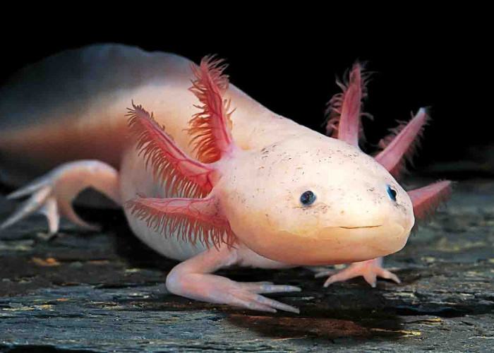 Ada yan Tau? Axolotl Itu Ikan, Reptil, atau Amfibi?