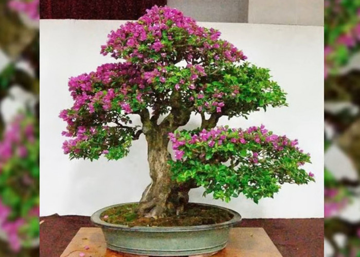 Tanaman Bonsai Memiliki Bentuk yang Unik dan Pesona yang Menarik, ini 6 Tips Merawatnya