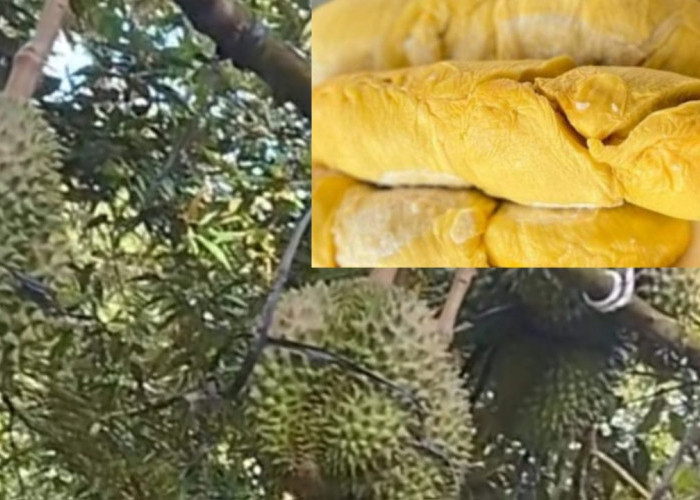 Benarkah Ada Durian Seharga Rp681 Juta, di Lubuk Linggau Mulai dari Rp5.000, Cek Fakta Berikut 