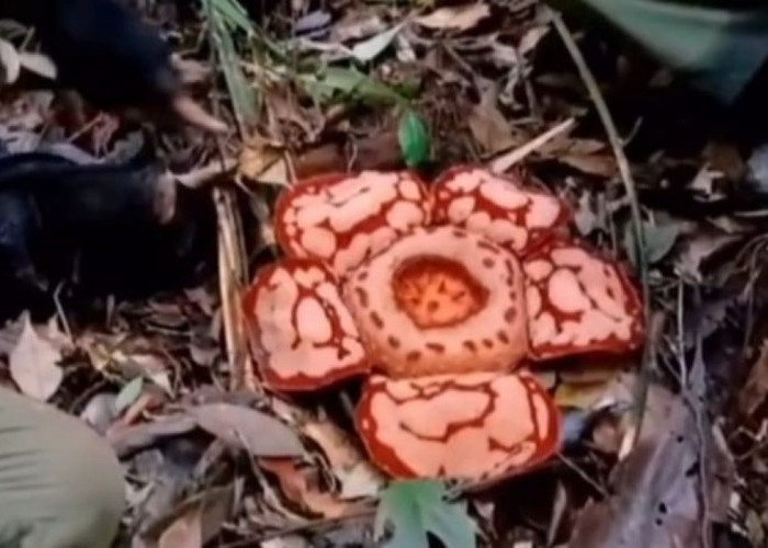 Rafflesia Hasseltii Kembali Ditemukan Tumbuh di Musi Rawas