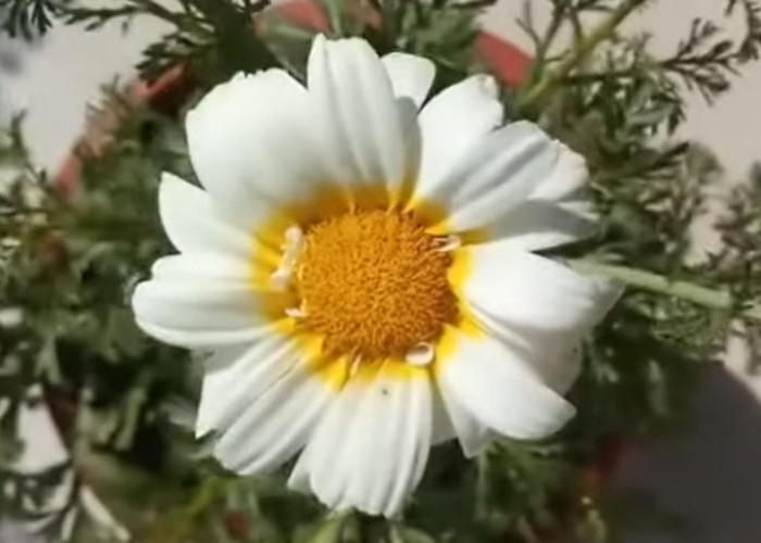 5 Jenis Tanaman Hias Bunga Cantik ini Bisa Dimakan dan Bermanfaat untuk Kesehatan