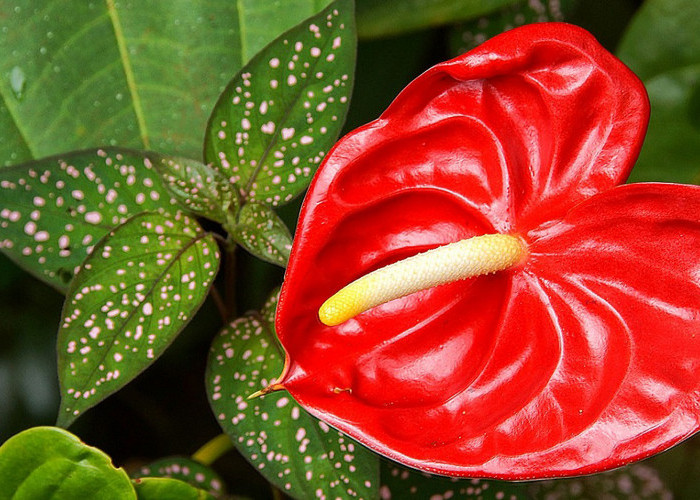 Tanaman Hias Bunga Gelombang Cinta ini Bentuknya Estetik dengan Warna Merah yang Mencolok