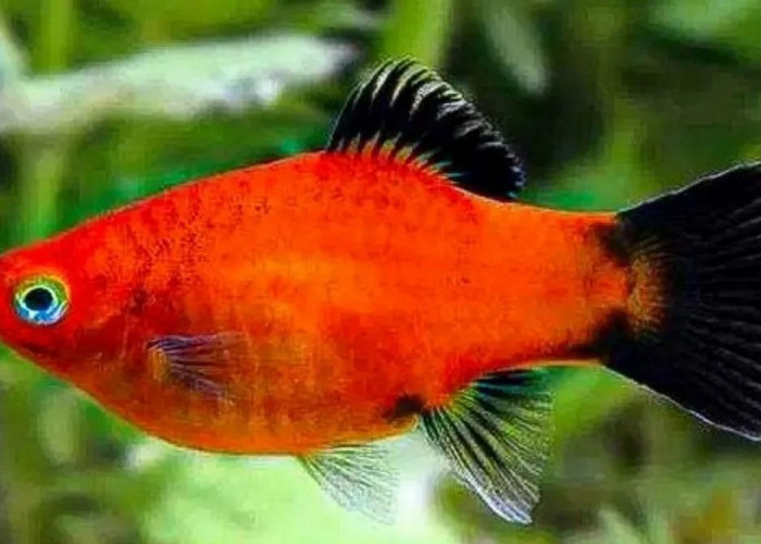 Ikan Platy, Si Warna-warni yang Cocok untuk Pemula dan Penggemar Akuarium