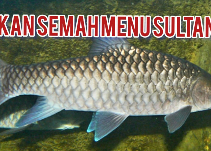 Ikan Semah Disebut Juga Ikan Dewa, Menu Para Sultan, Harganya Selangit, Ini Alasannya 