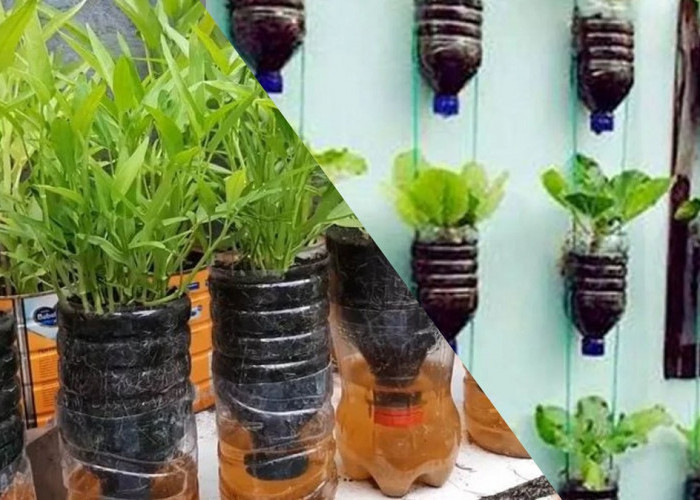 Hemat Air dan Ramah Lingkungan, Begini Cara Budidaya Kangkung Hidroponik dengan Botol Bekas