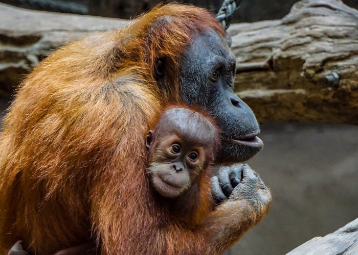 10 Hewan yang Dilindungi di Indonesia Karena Terancam Mengalami Kepunahan
