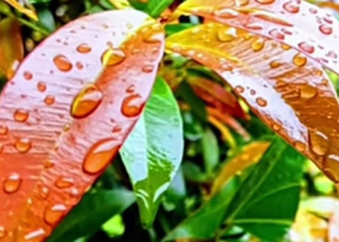 Tanaman Hias Pucuk Merah Memiliki Warna Daun yang Unik dan Bisa Mempercantik Taman Depan Rumah