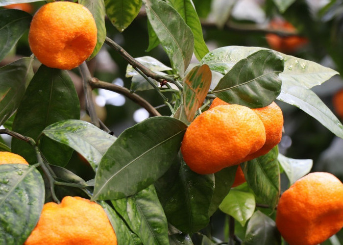 4 Makna Jeruk Mandarin yang Selalu Ada di Perayaan Imlek, dari Membawa Keberuntungan hingga Pertanda Cinta