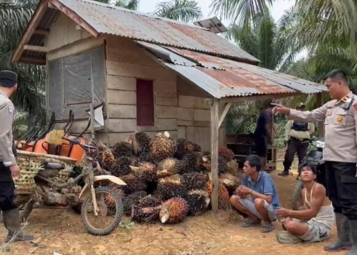 Kerjanya Maling Sawit, Ditangkap Polsek BTS Ulu Musi Rawas, Minta Ampun