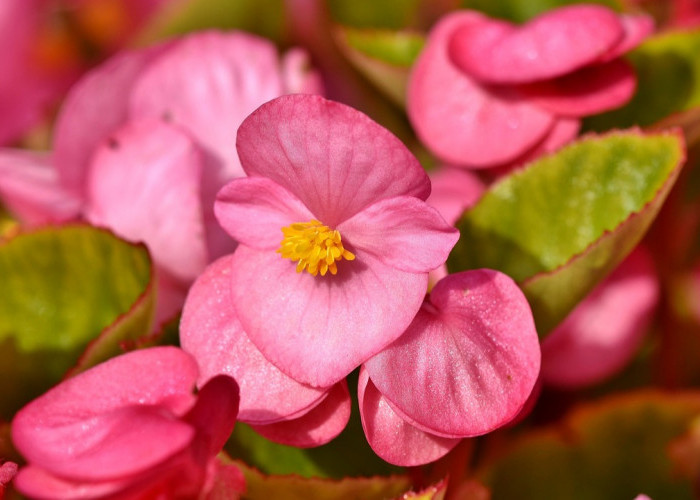 Bunga Begonia Disukai Oleh Banyak Orang karena Memiliki Warna Daun yang Cantik, ini 3 Cara Merawatnya