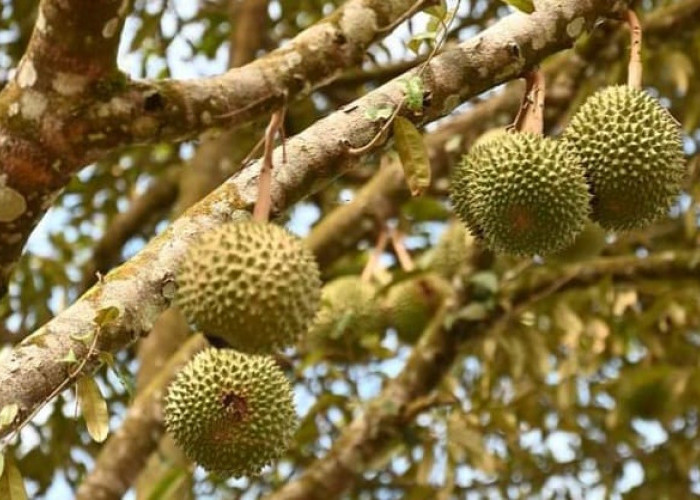5 Daerah Penghasil Durian di Lubuk Linggau, Nomor 3 Bayar Rp50 Ribu Makan Sepuasnya
