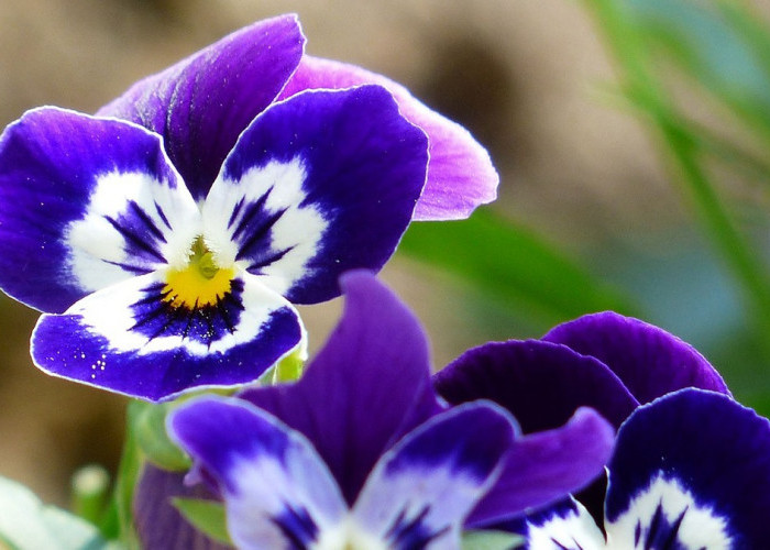 Tanaman Hias Bunga Violet Memiliki Makna Cinta, Kasih Sayang, Rendah Hati dan Kesetiaan, ini Manfaatnya