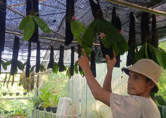 Lestarikan Alam, Green House Selangit Sebagai Pilot Project Rescue Flora, 300 Spesies Anggrek Dibudidayakan