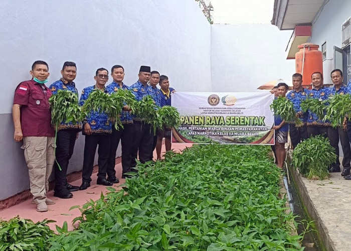 Bukti Nyata Program Ketahanan Pangan Berhasil, Lapas Narkotika Muara Beliti Laksanakan Panen Raya Serentak