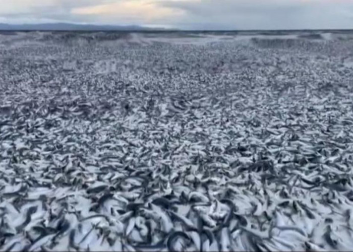 Pemandangan Langka, Ribuan Ton Ikan Sarden Mati Terdampar di Pantai Jepang