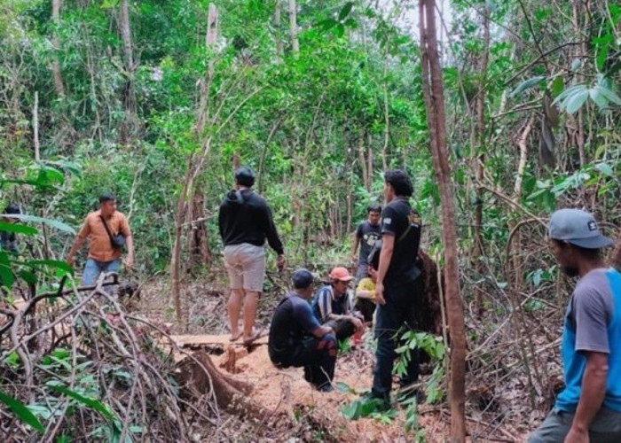 2 Warga di Bangka Diamankan Polisi saat Terciduk Tebang Pohon, Begini Jadinya 