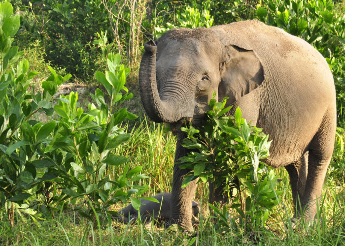 Konflik Manusia dengan Gajah Juga Terjadi di Muratara, 1 Warga Meninggal Dunia Setelah Diinjak