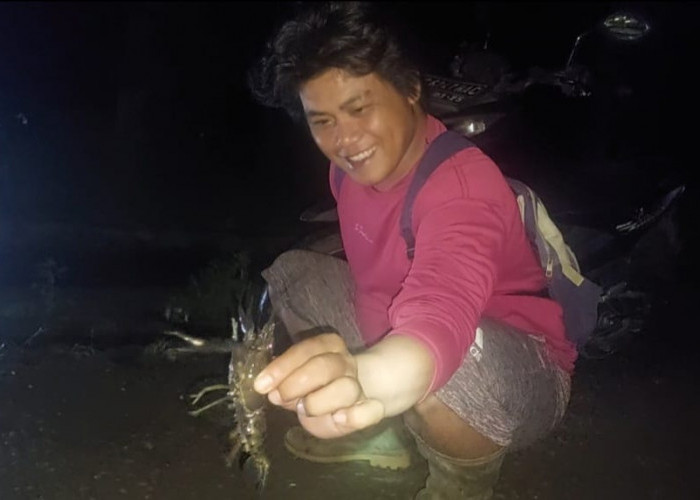 Berburu Lobster di Irigasi Musi Rawas, Perlu Keberanian, Salah Tahnik Bahaya di Tangan 