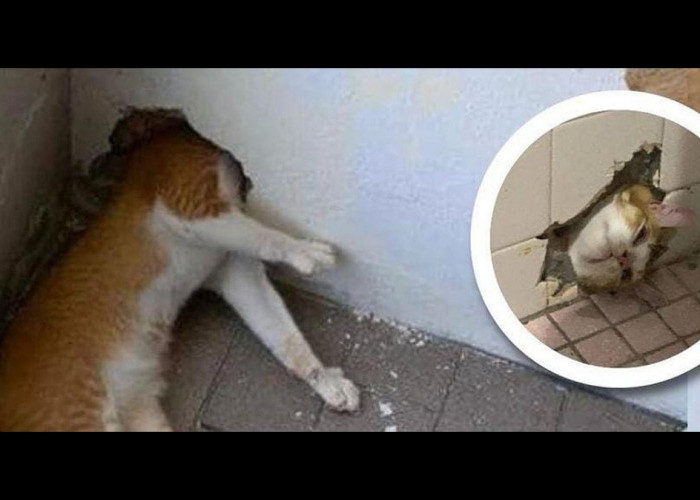 Banyak Ulah, Petugas APM Malaysia Bantu Kucing Oren yang Kepalanya Terjepit di Dinding