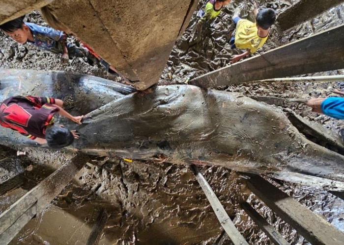 Dramatis Proses Evakuasi Paus Biru Sepanjang 13 Meter yang Terdampar di Bawah Rumah Warga Sungsang Banyuasin