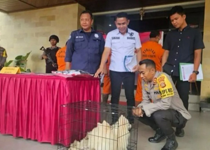 Bocah 14 Tahun di Bali Curi Uang Rp127 Juta Dipakai Untuk Beli Anjing, Begini Kronologinya