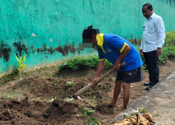 Dukung 13 Program Akselerasi Menteri Imipas, Lapas Narkotika Muara Beliti Panen Ubi Jalar