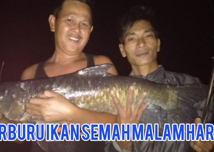 Ikan Semah Target Bergengsi Mancing Mania di Lubuklinggau-Musi Rawas-Muratara, Kok Bisa? Ini Alasannya 