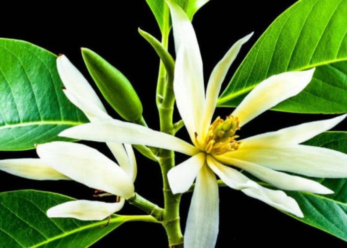 Mitos Atau Fakta, Inilah 7 Bunga Disukai Mahluk Halus, Sering Juga untuk Ritual Adat